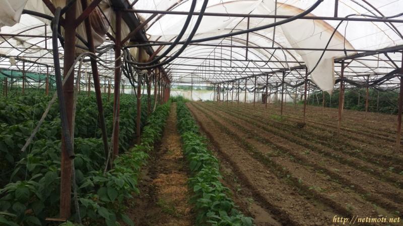 Снимка 4 на земеделска земя в Благоевград област - гр.Сандански в категория недвижими имоти продава - 9500 м2 на цена  0 EUR 