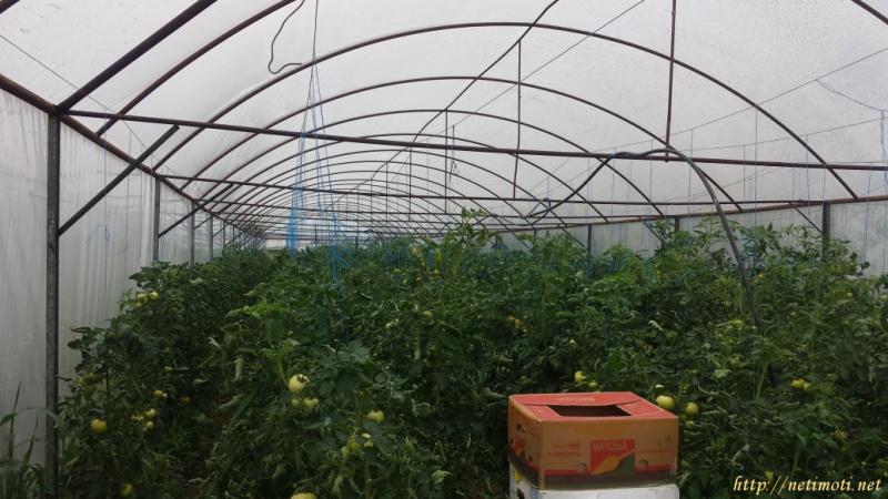 Снимка 6 на земеделска земя в Благоевград област - гр.Сандански в категория недвижими имоти продава - 9500 м2 на цена  0 EUR 