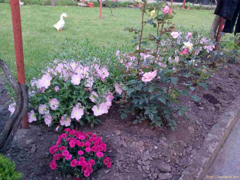 Снимка 5 на къща в Стара Загора област - с.Медникарово в категория недвижими имоти продава - 962 м2 на цена  0 EUR 