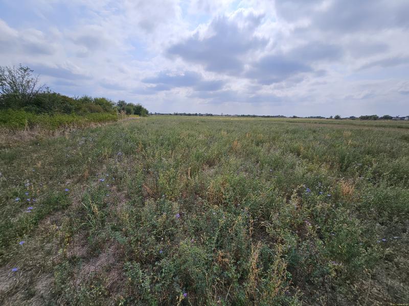 Оферта за недвижим имот с номер 21148: земеделска земя в Пловдив област - с.Калековец в категория продава - 7133 м2 на цена 21399 EUR - снимка номер 3 Снимка 3 на земеделска земя в Пловдив област - с.Калековец в категория недвижими имоти продава - 7133 м2 на цена 21399 EUR