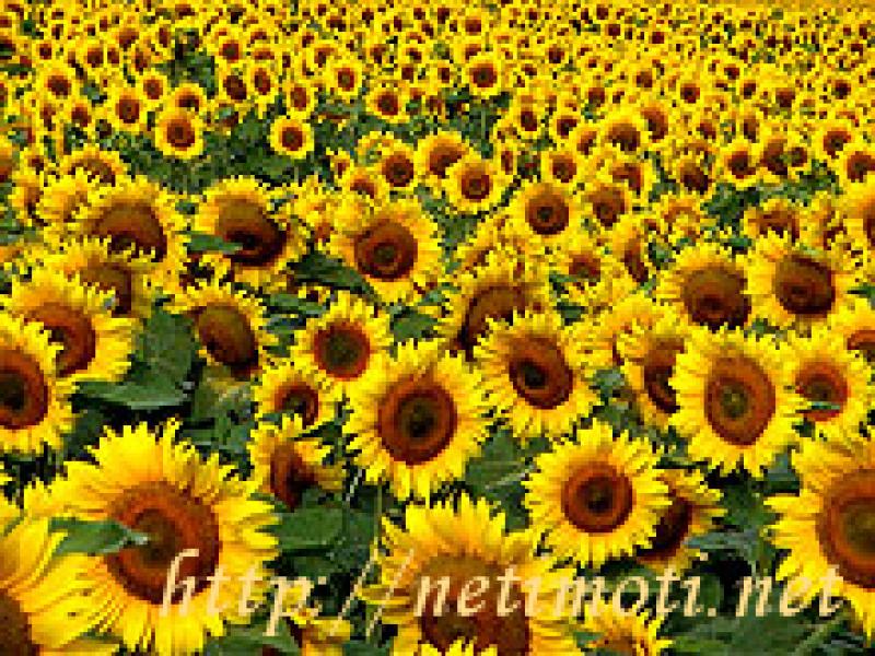 снимка на земеделска земя в София област с.Горна Малина