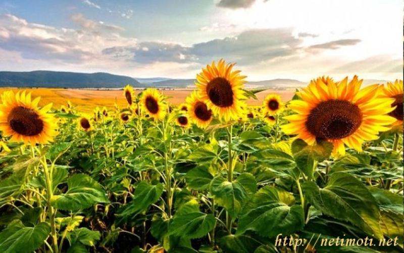 Оферта за недвижим имот с номер 20484: земеделска земя в София област - с.Ковачевци в категория купува - 1 м2 на цена 0 EUR - снимка номер 0 Снимка 0 на земеделска земя в София област - с.Ковачевци в категория недвижими имоти купува - 1 м2 на цена 0 EUR