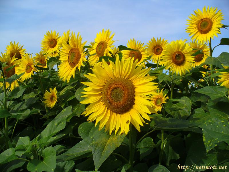 Оферта за недвижим имот с номер 20514: земеделска земя в Силистра - Център в категория купува - 1 м2 на цена 0 EUR - снимка номер 0 Снимка 0 на земеделска земя в Силистра - Център в категория недвижими имоти купува - 1 м2 на цена 0 EUR